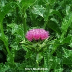 Meryem Dikeni - Kangal Otu Nedir?