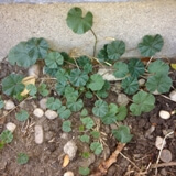 Ebegümeci Otu Nedir? Ebegümeci Otu Nedir?