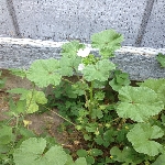 Ebegümeci Otu Nedir? Ebegümeci Otu Nedir?