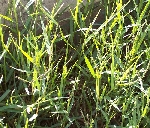 Su Ayrığı Nedir? (Paspalum Paspaloides)