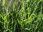 Su Ayrığı Nedir? (Paspalum Paspaloides)