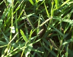 Su Ayrığı Nedir? (Paspalum Paspaloides)