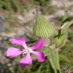 Konik Nakil Nedir? (Silene Conoidea)