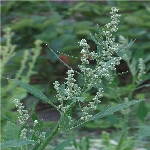 Kazayağı Nedir? (Chenopodium Album Ve Chenopodium Botrys)