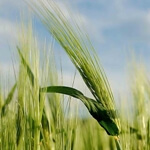 Kendi Gelen Arpa Otu Nedir?