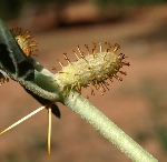 Zincir Pıtrağı Nedir? (Xanthium Spinosum) Zincir Pıtrağı Nedir? (Xanthium Spinosum)