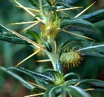 Zincir Pıtrağı Nedir? (Xanthium Spinosum) Zincir Pıtrağı Nedir? (Xanthium Spinosum)