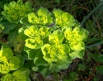 Güneş Sütleğeni Nedir? (Euphorbia Helioscopia)