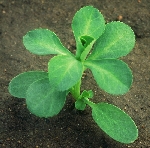 Güneş Sütleğeni Nedir? (Euphorbia Helioscopia) Güneş Sütleğeni Nedir? (Euphorbia Helioscopia)