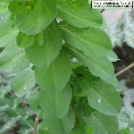 Güneş Sütleğeni Nedir? (Euphorbia Helioscopia) Güneş Sütleğeni Nedir? (Euphorbia Helioscopia)