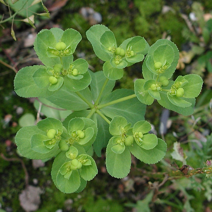 Güneş Sütleğeni Nedir? (Euphorbia Helioscopia) Güneş Sütleğeni Nedir? (Euphorbia Helioscopia)