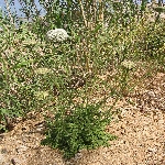 Yabani Havuç Otu Nedir?