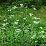 Yabani Havuç Otu Nedir?