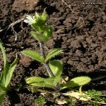 Topak Boynuz Nedir? (Cerastium Glomeratum)