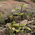 Topak Boynuz Nedir? (Cerastium Glomeratum)