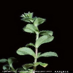 Topak Boynuz Nedir? (Cerastium Glomeratum)