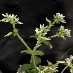 Topak Boynuz Nedir? (Cerastium Glomeratum)