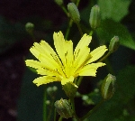 Tavşan Salatası Otu Nedir?