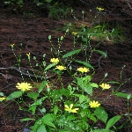 Tavşan Salatası Nedir? (Lapsana Communis)