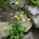 Tavşan Salatası Nedir? (Lapsana Communis)