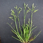 Tavşan Bıyığı Otu Nedir?