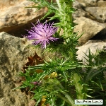 Saka Dikeni Nedir? (Carduus Pycnocephalus)