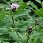 Köygöçerten Nedir? (Cirsium Arvense)