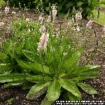 Ortanca Sinir Otu Nedir?