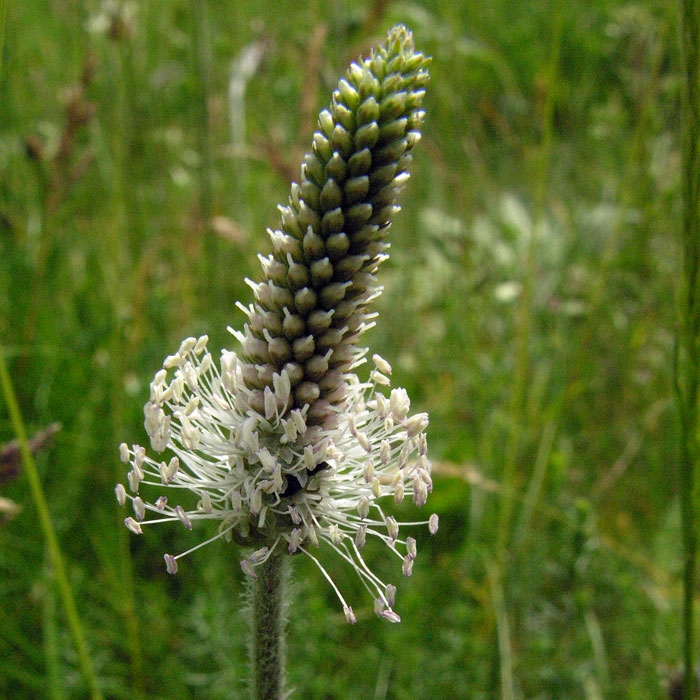 Ortanca Sinir Otu Nedir?