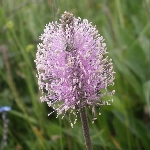 Ortanca Sinir Otu Nedir?