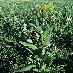 Kültür Bitkilerinde Görülen Geniş Yapraklı Yabancı Ot Türleri Kültür Bitkilerinde Görülen Geniş Yapraklı Yabancı Ot Türleri