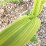 Mısırda Çinko Eksikliği Nedir, Nasıl Anlaşılır?