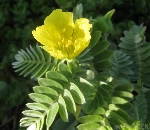 Demir Dikeni Otu Nedir?