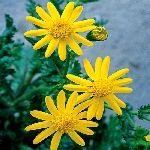 Kanarya Otu Nedir? (Senecio Vulgaris)