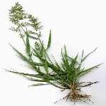 Çayır Güzeli Otu Nedir?