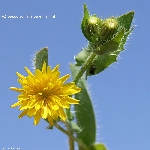 Killi Hindiba Nedir? (Crepis Aspera)