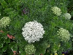 Kürdan Otu Nedir? (Ammi Visnaga)