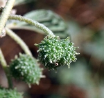 Bambul Otu Nedir? (Chrozophora Tinctoria)