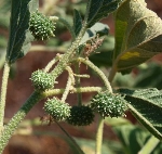 Bambul Otu Nedir? (Chrozophora Tinctoria)