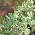 Kara Pazı Otu Nedir?