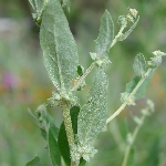 Kara Pazı Otu Nedir?