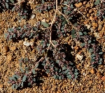 Hanım Döşeği Nedir? (Euphorbia Prostrata)