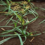 Topalak Nedir? (Cyperus Rotundus)
