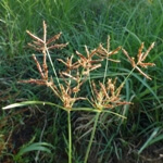 Topalak Nedir? (Cyperus Rotundus)