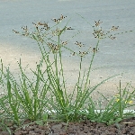 Topalak Nedir? (Cyperus Rotundus)