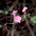 Turna Gagası Nedir? (Geranium Dissectum)