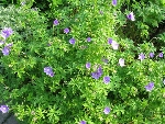 Turna Gagası Nedir? (Geranium Dissectum)