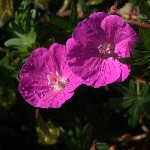 Turna Gagası Nedir? (Geranium Dissectum)