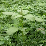 Yeşil Horoz İbiği Nedir? (Amaranthus Viridis)