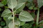 Yeşil Horoz İbiği Nedir? (Amaranthus Viridis)